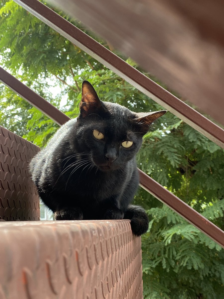 แมวหาบ้าน ขี้ข้าหาแมว tweet media