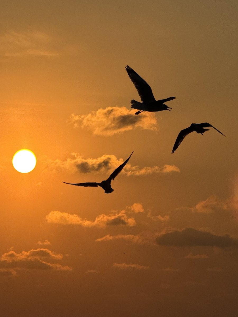 jmspht's tweet image. บางปู สมุทรปราการ 
เมื่อวาน แสงสวยมาก
#shotoniphone