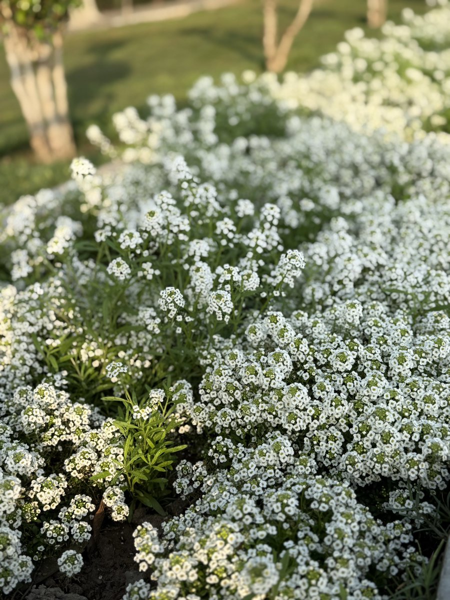 Sumi_Scorpio's tweet image. Share your photographs with colour white 🤍

#Theme_Pic_India_Flowers