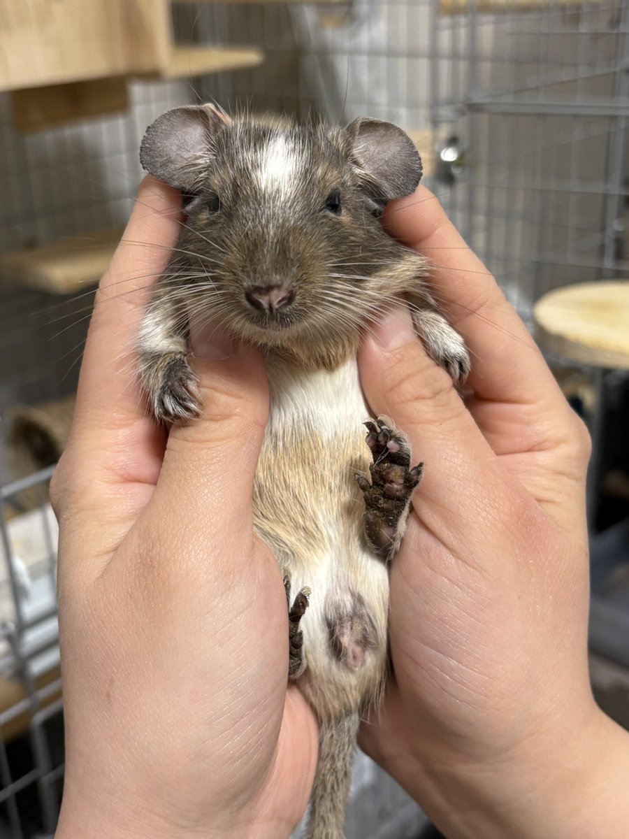 パイドデグーのむぎ tweet media