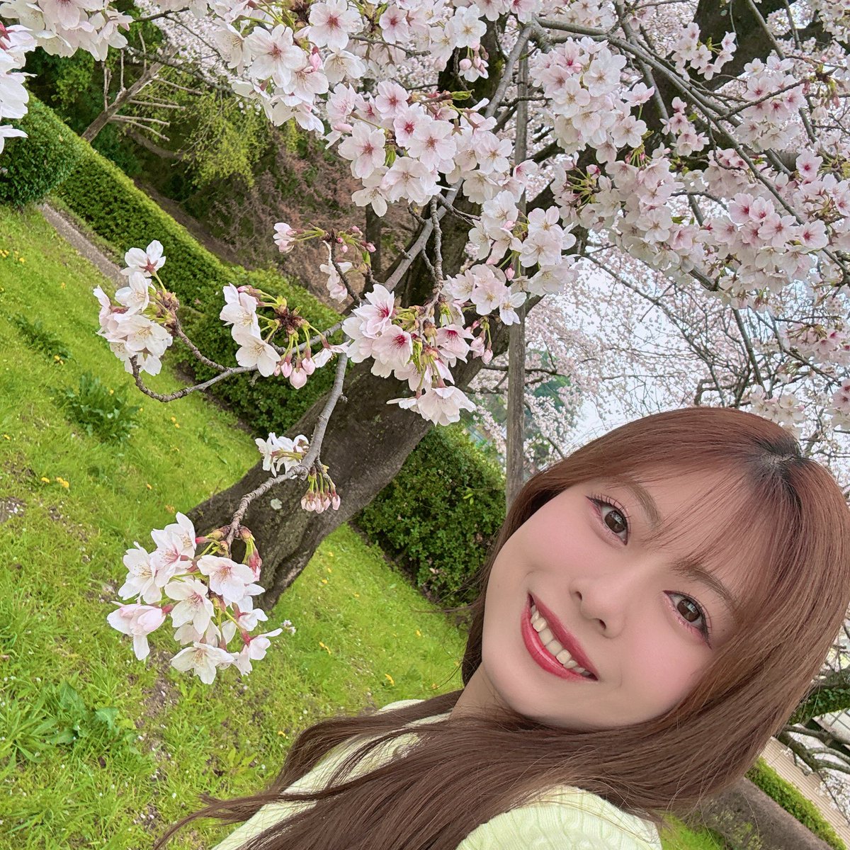 夏目ここな tweet media