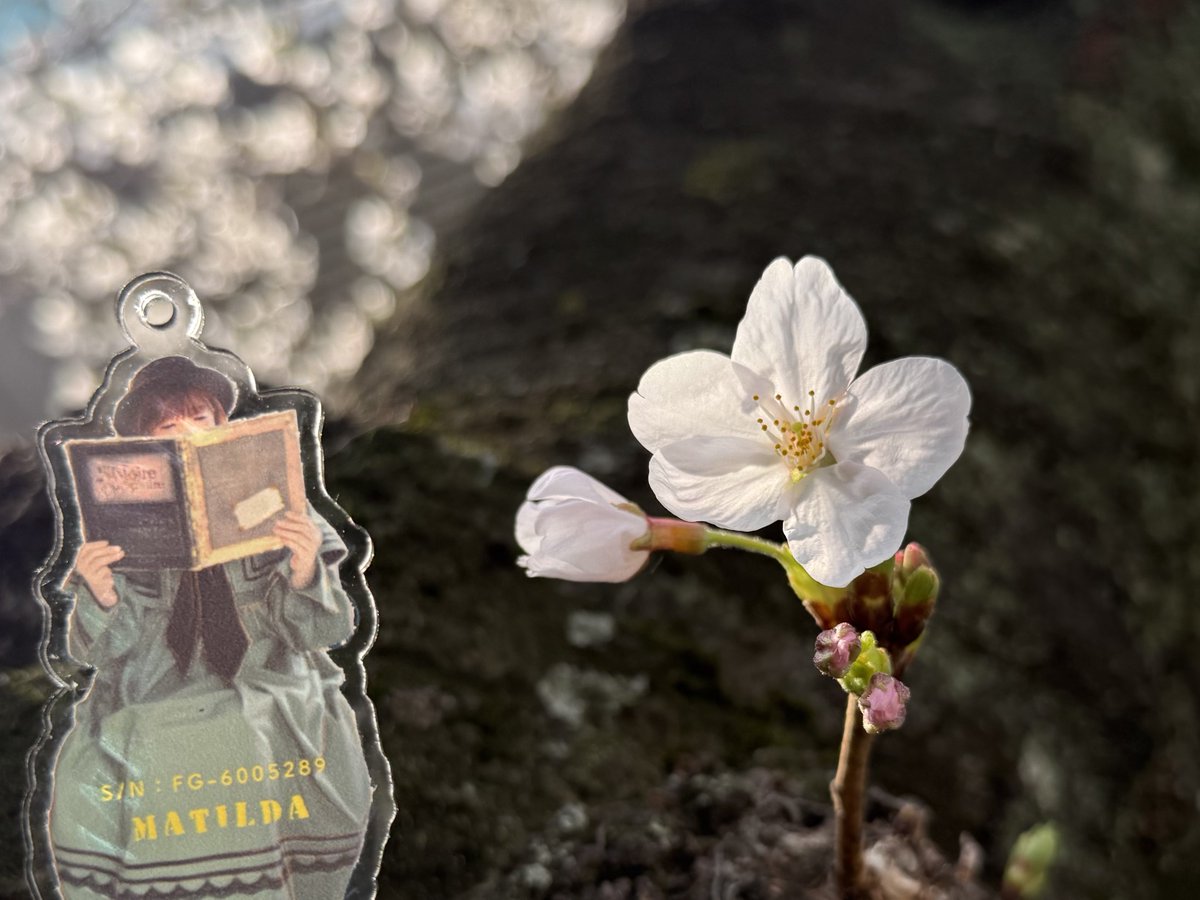 ミユキ tweet media