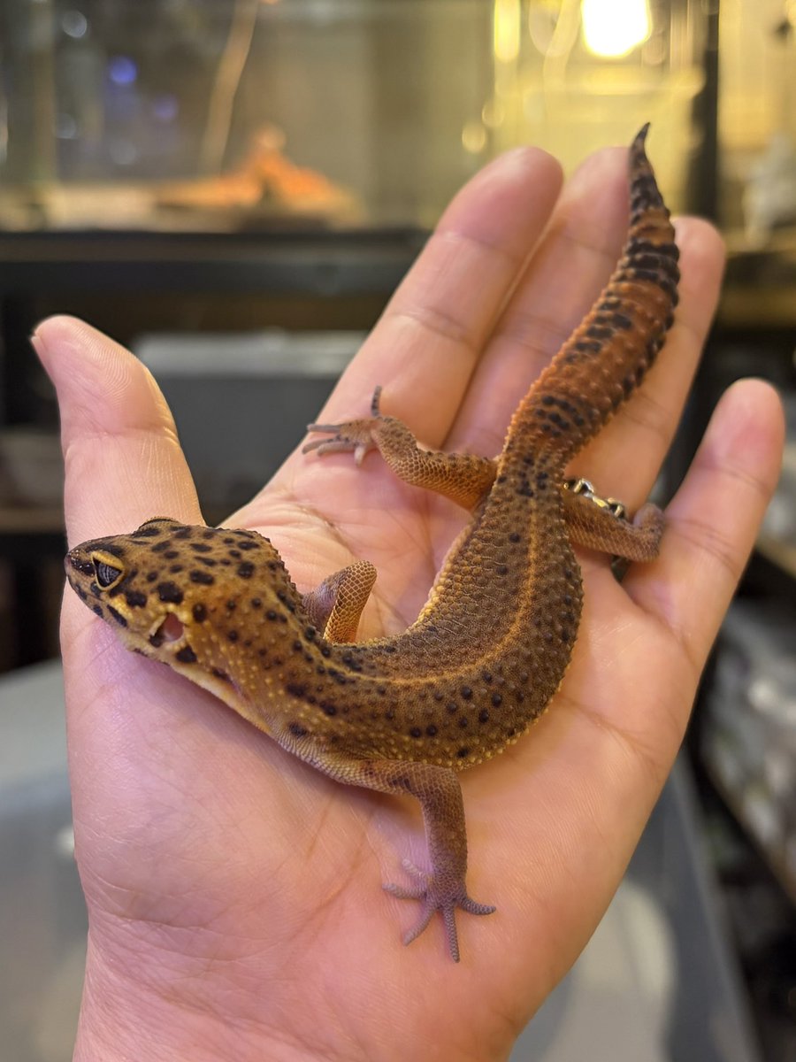 Harry Reptiles☺︎4月11日SB☺︎ tweet media