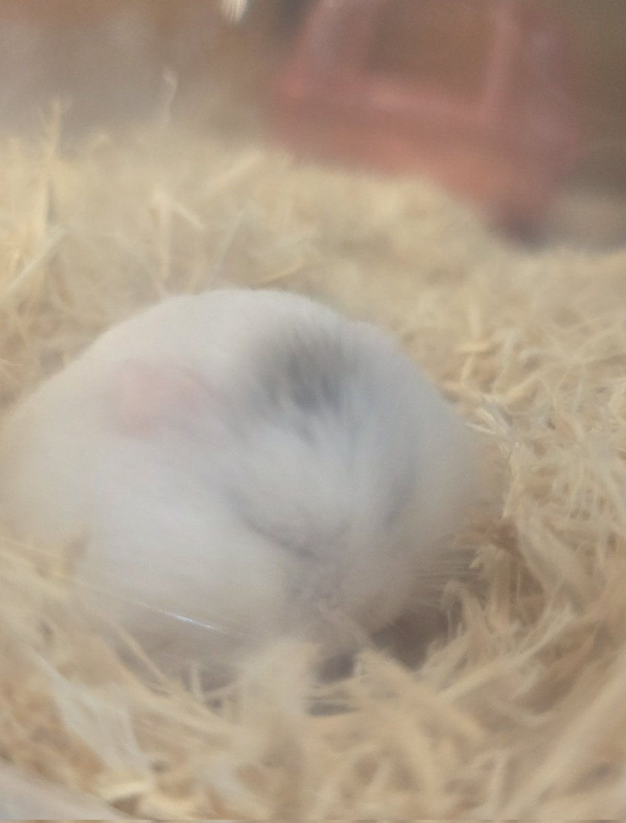 ham_record tweet media