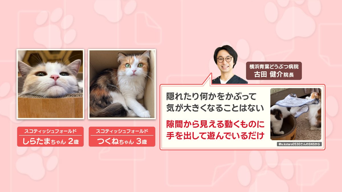 布をかぶり、お姉さんネコにパンチしていたのは、#スコティッシュ