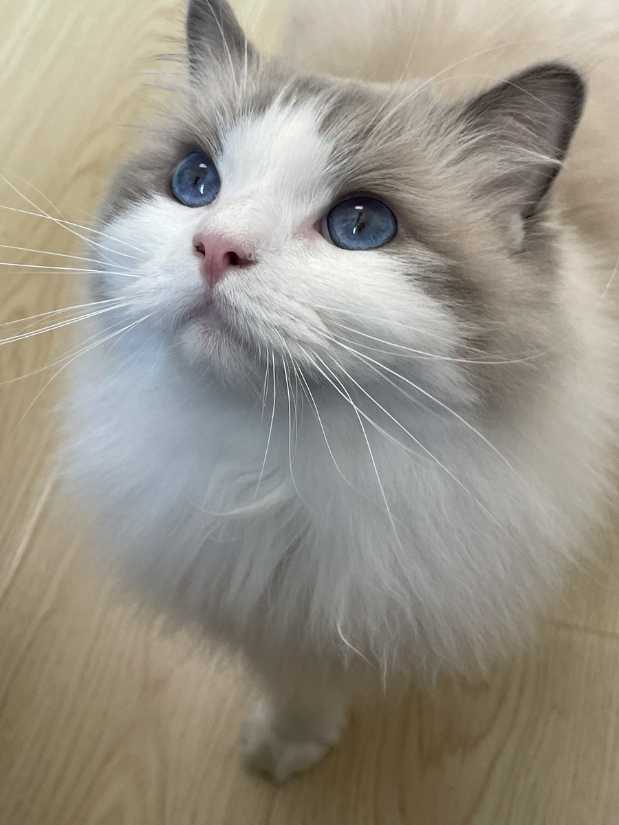 章魚燒 tweet media