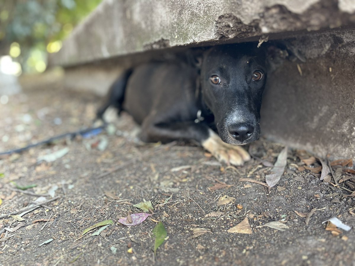 𝙷𝚎𝚕𝚊 𝙼𝚘𝚛𝚎 🐶 tweet media