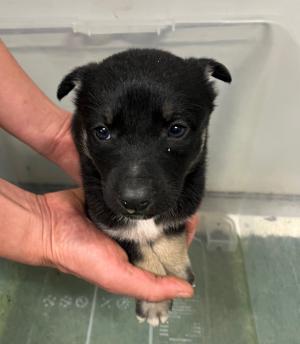 ただの猫ゃで tweet media