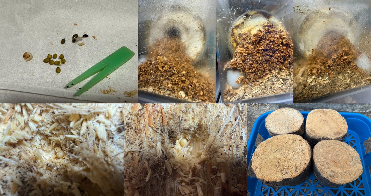 なめだんご tweet media