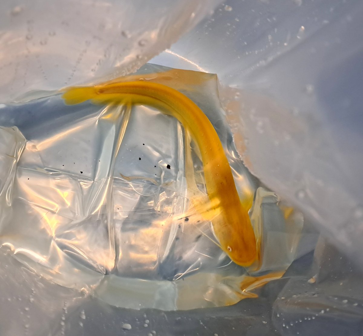 シュプリーム切り身 tweet media