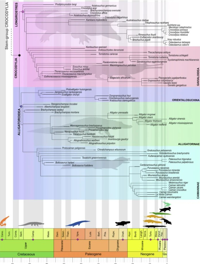 CRCpaleos's tweet image. COCODRILOS
Arbol filogenético de los cocodrilos (Jules D. Walter et al, 2025)
#Reptiles #Evolucion