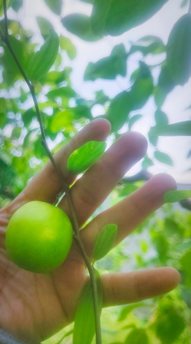 NSvanaIlusionEdR tweet media