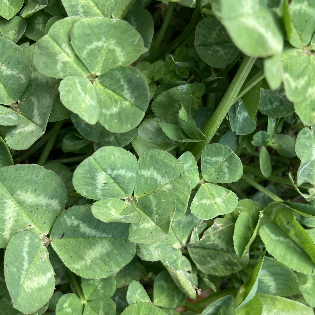 碑璻みりゅう∞🐉@VPL7期生🌟 tweet media