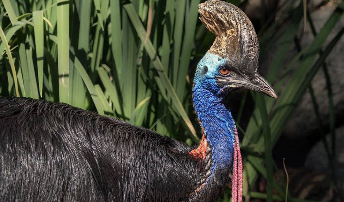 Songbird (Tadpoled) in 7.45 tweet media