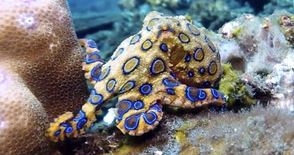 Songbird (Tadpoled) in 7.45 tweet media