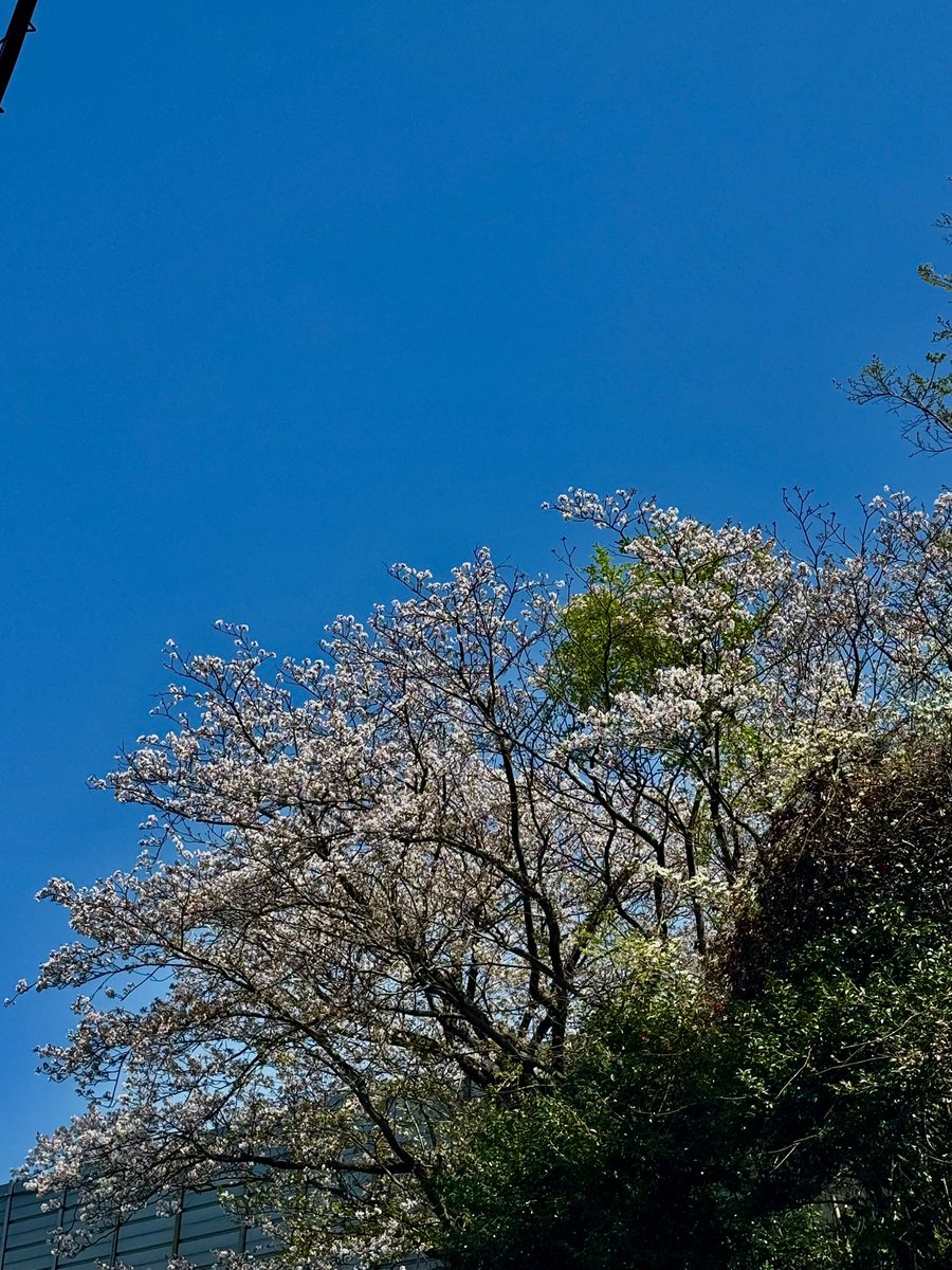 春なのに…2026閉幕。ありがとうございました tweet media