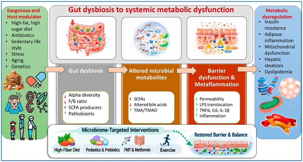 NewsMedical's tweet image. Gut out of balance? New research ties disruptions in the microbiome to obesity, diabetes, and heart disease - but highlights how diet and lifestyle could reset your health. 🧬🥦  news-medical.net/news/20260330/… #GutHealth #MetabolicHealth #Nutrition @Nutrients_MDPI