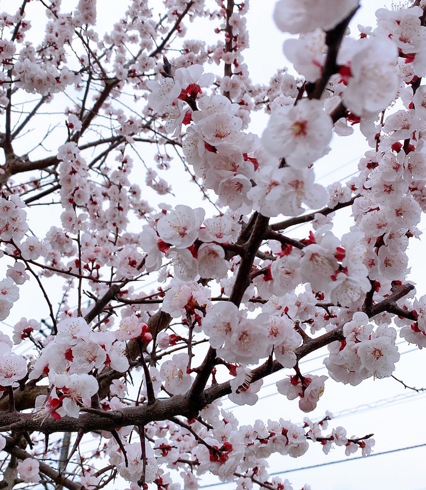 sапа☪·̩͙ tweet media