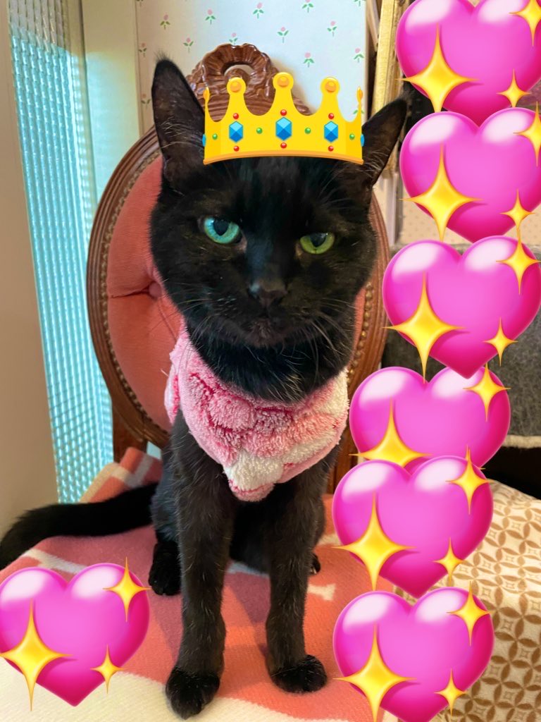 次郎（ユーアーツ通販部ネコ部長） tweet media