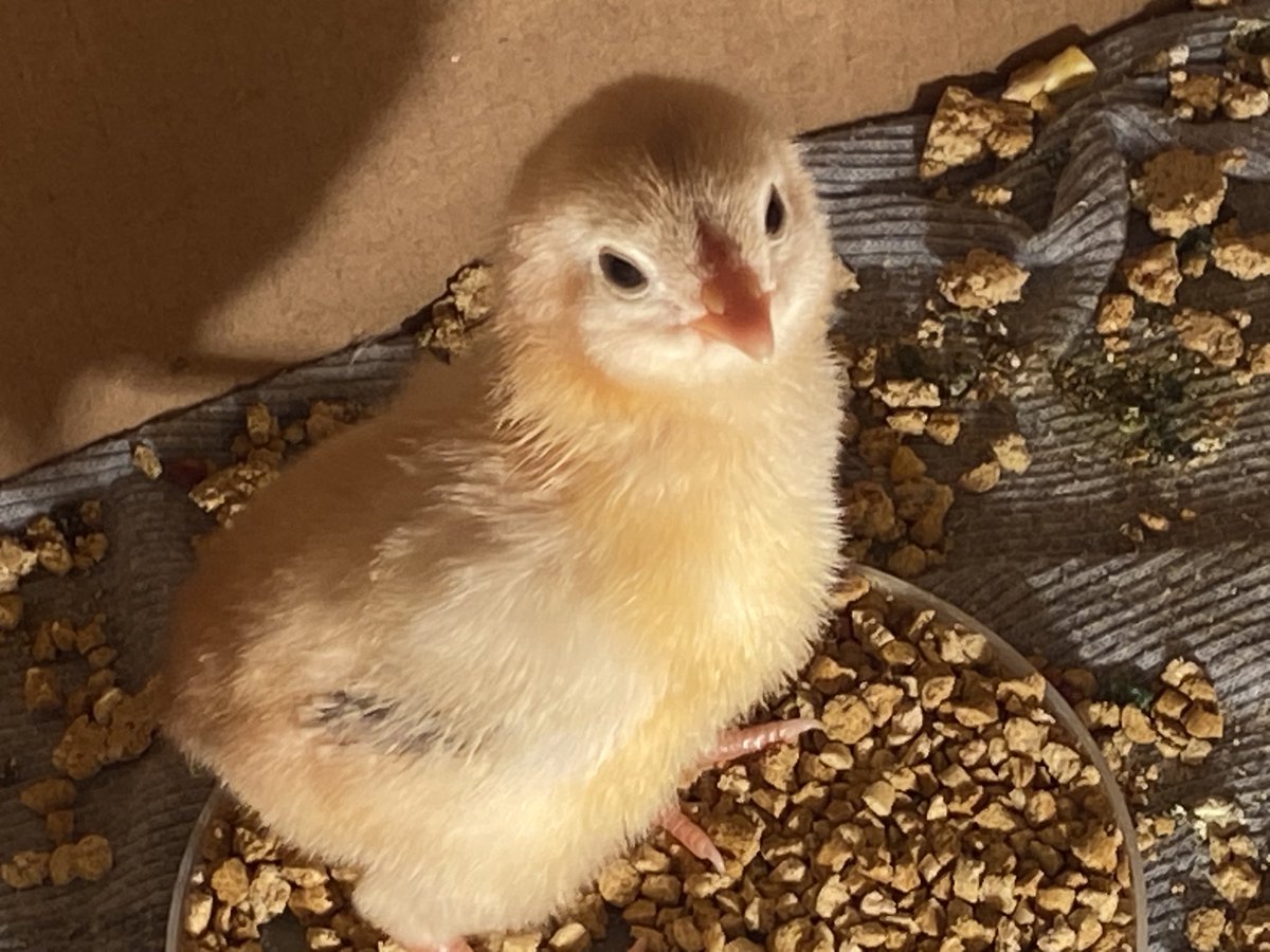 Yeyeii (:0 tweet media