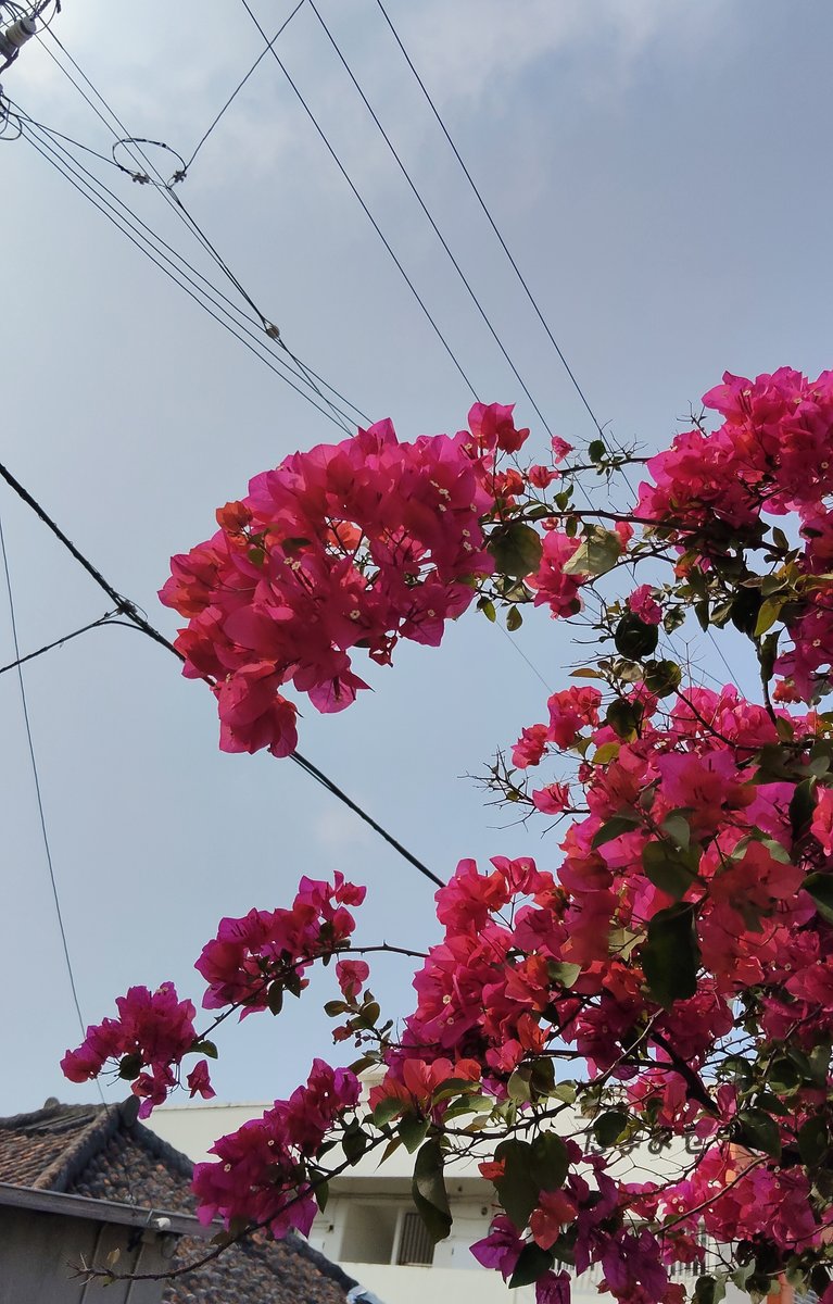 タウンパルやまだ / ㈲山田書店(石垣島) tweet media