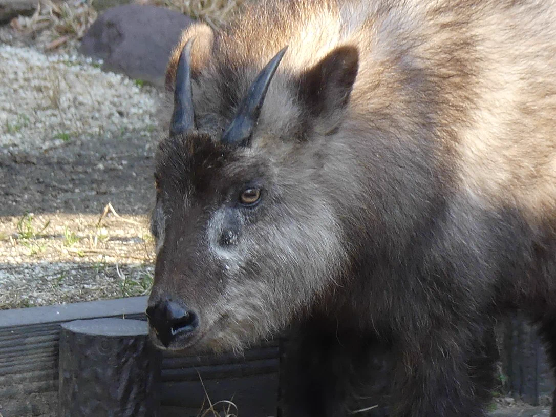 上野動物園［公式］ on X: 