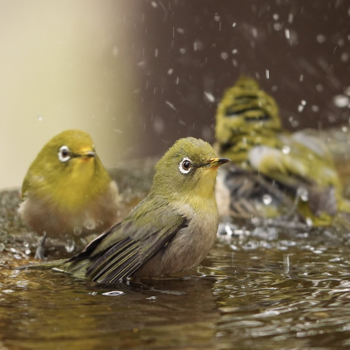 手前のメジロさん、他の個体より色がくすんで見える。
お若い個体かな(* ᐕ)？