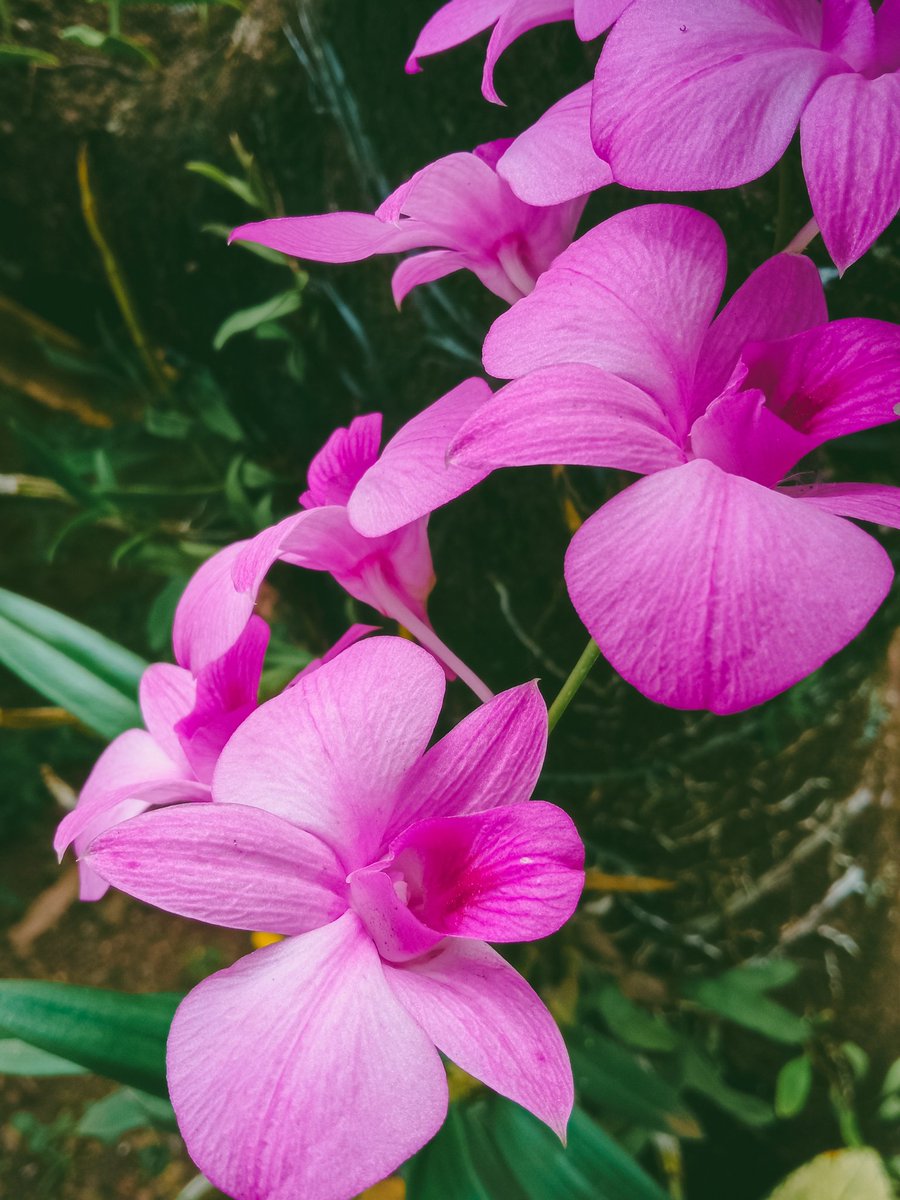 Mau ikutan pamer futusyut anggrekku juga ah 😍