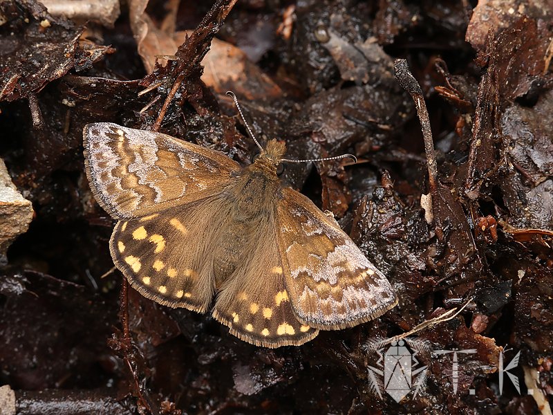 小松　貴 tweet media