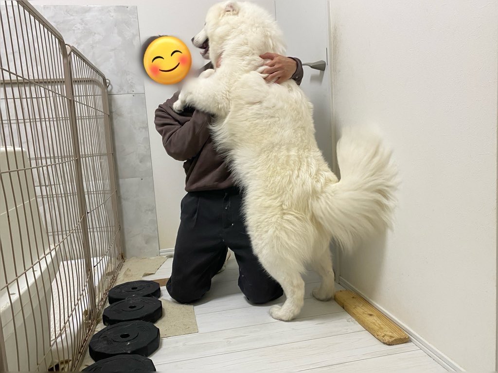 ハマ太郎の日常【サモエド】 tweet media