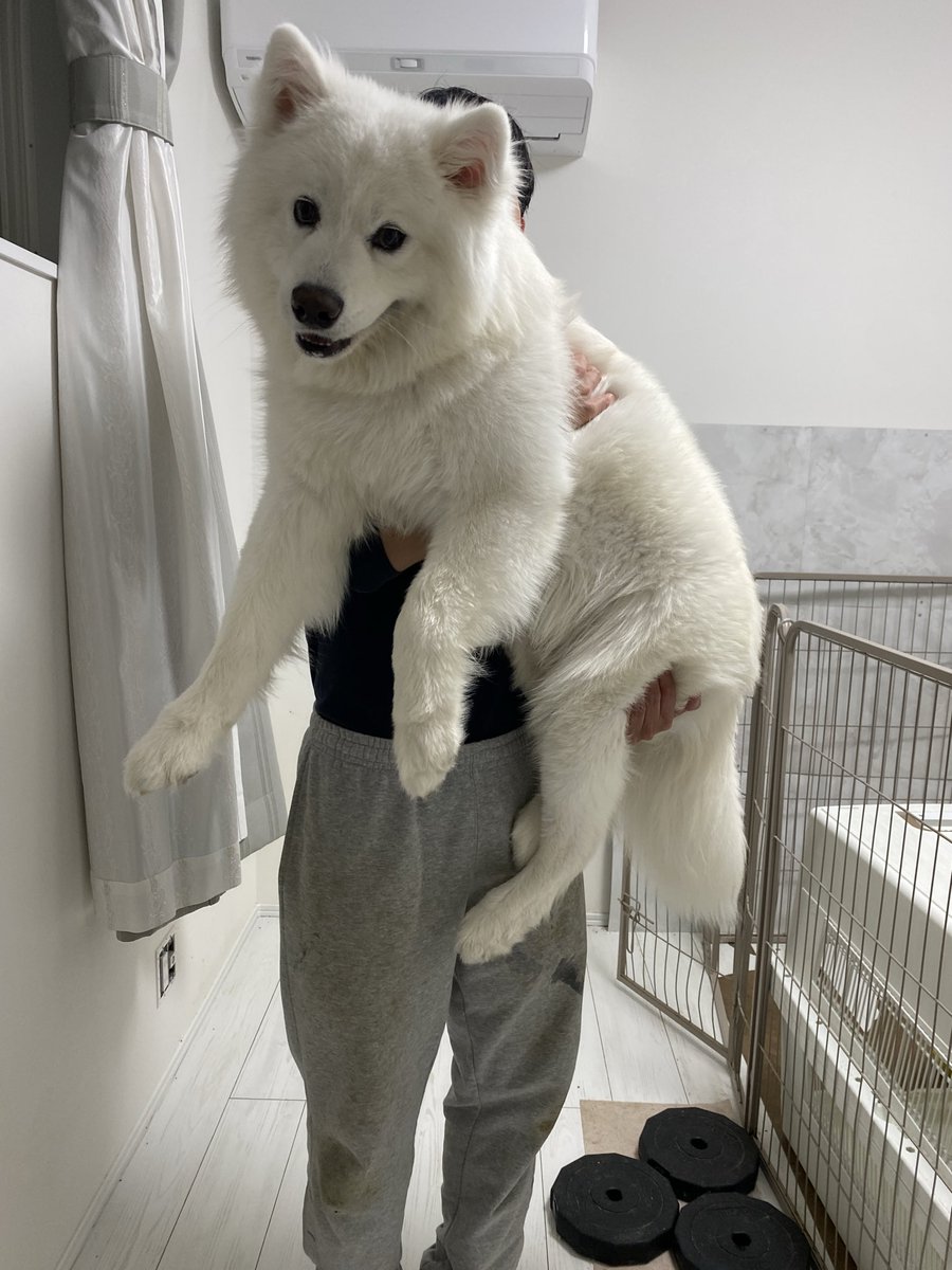 ハマ太郎の日常【サモエド】 tweet media