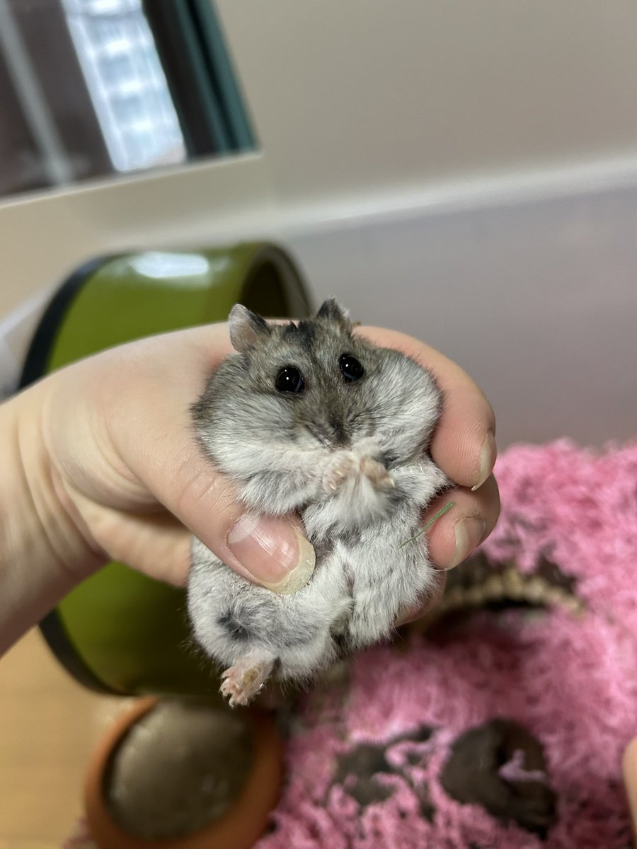 졸린 이장과 쥐인님들 tweet media