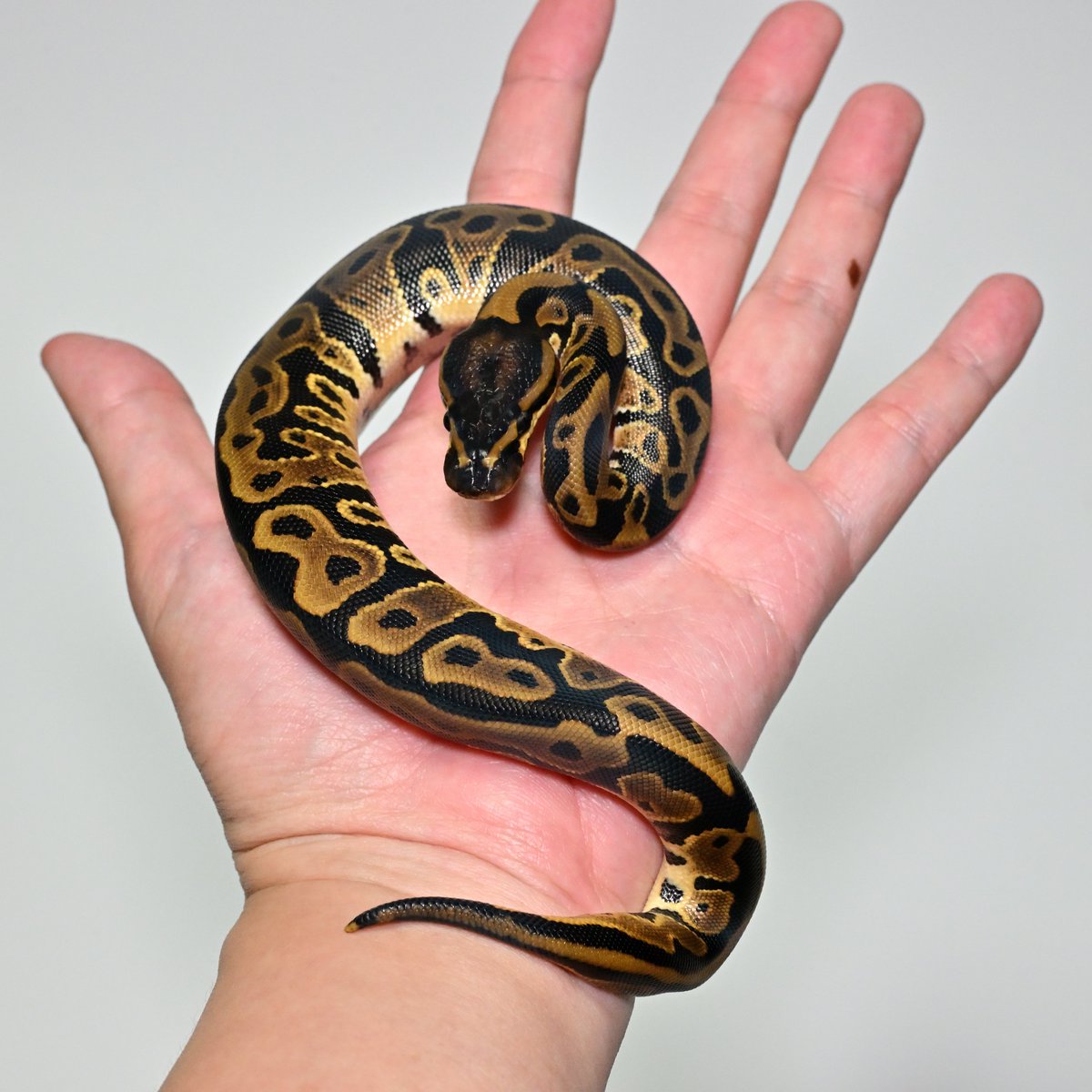 ［NUM2605-2606］Leopard het DG Pied ♀