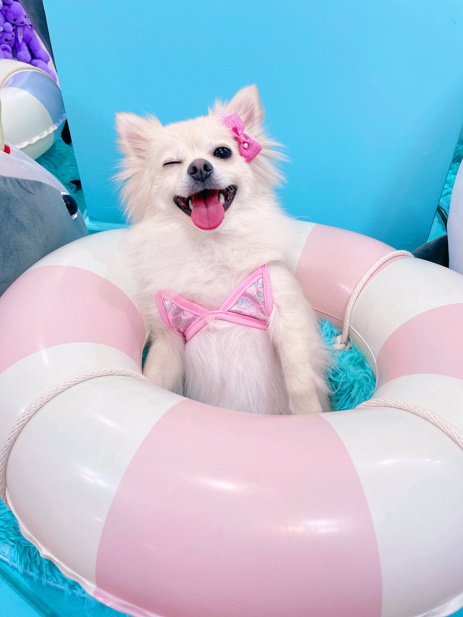 ゆずぽんず tweet media