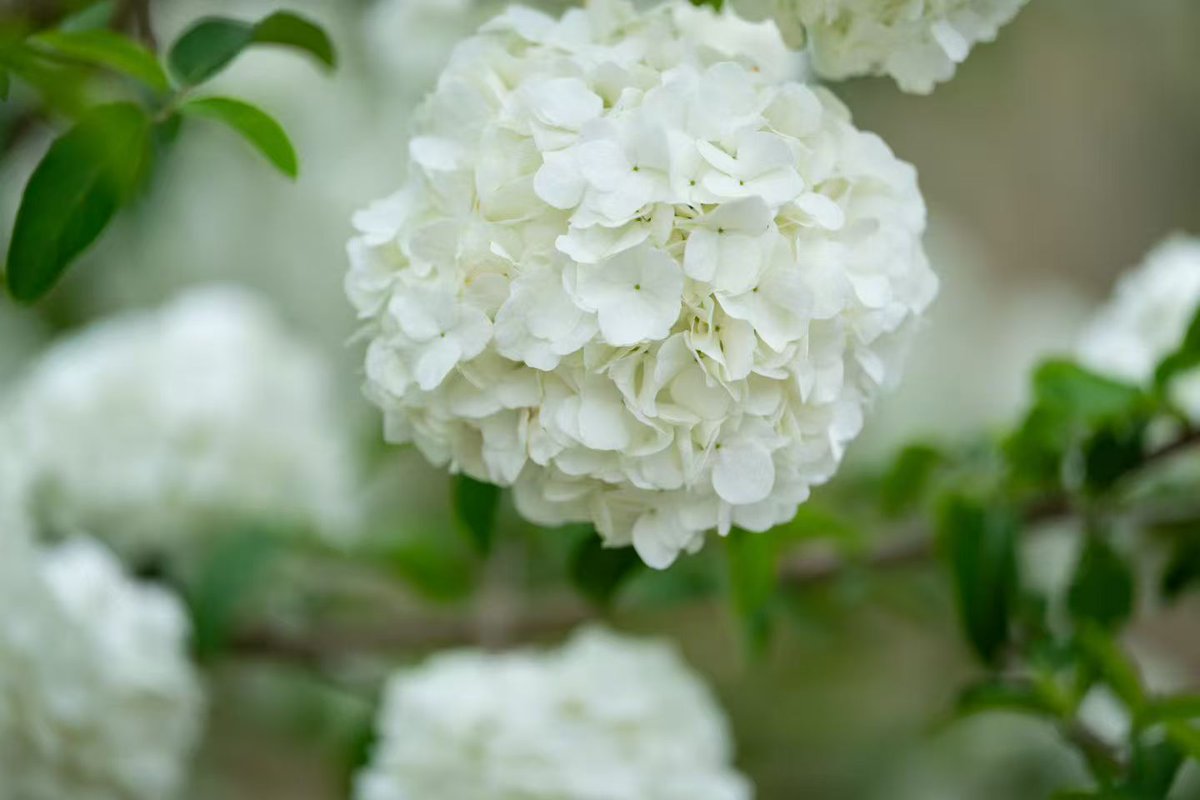 HolaFujian's tweet image. Who gets it?! Quanzhou’s hydrangeas are unbelievably stunning—totally going viral! 🌸 Clusters upon clusters, and every shot looks like a perfect wallpaper. Come check it out! #Quanzhou #FlowerSea #Satisfying @ChinaEmbajada  @SpoxCHN_MaoNing @zhang_heqing @ChineseEmbinAus