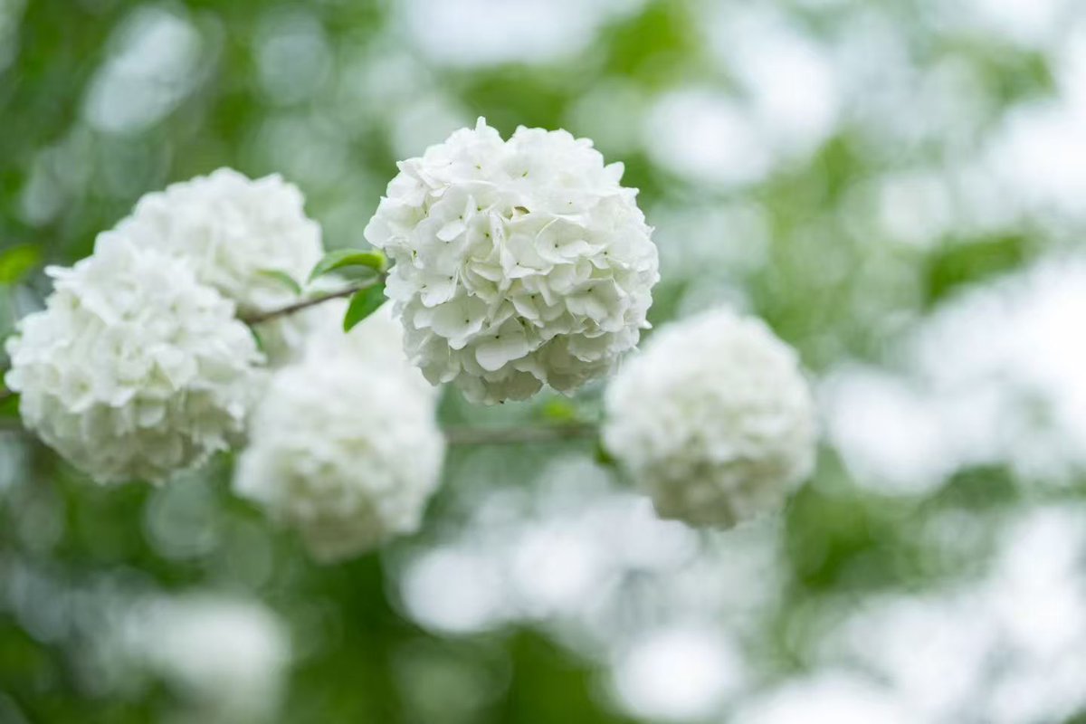 HolaFujian's tweet image. Who gets it?! Quanzhou’s hydrangeas are unbelievably stunning—totally going viral! 🌸 Clusters upon clusters, and every shot looks like a perfect wallpaper. Come check it out! #Quanzhou #FlowerSea #Satisfying @ChinaEmbajada  @SpoxCHN_MaoNing @zhang_heqing @ChineseEmbinAus