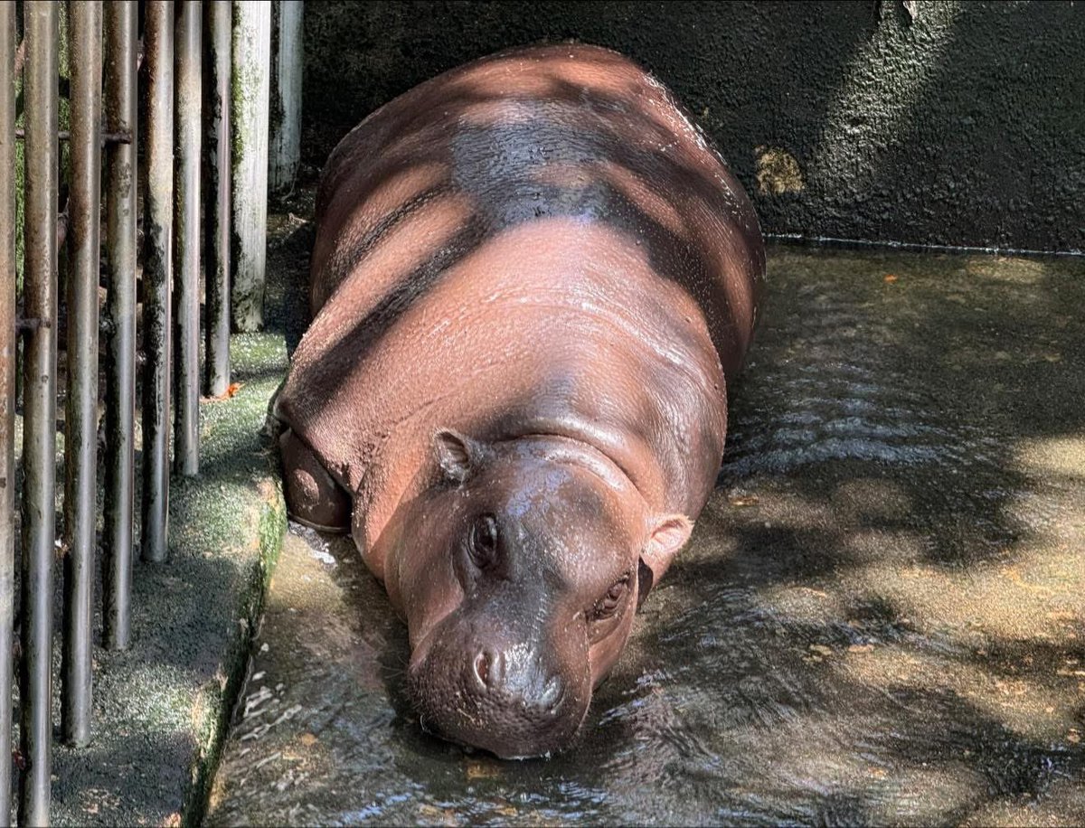 Khamoo.andthegang tweet media