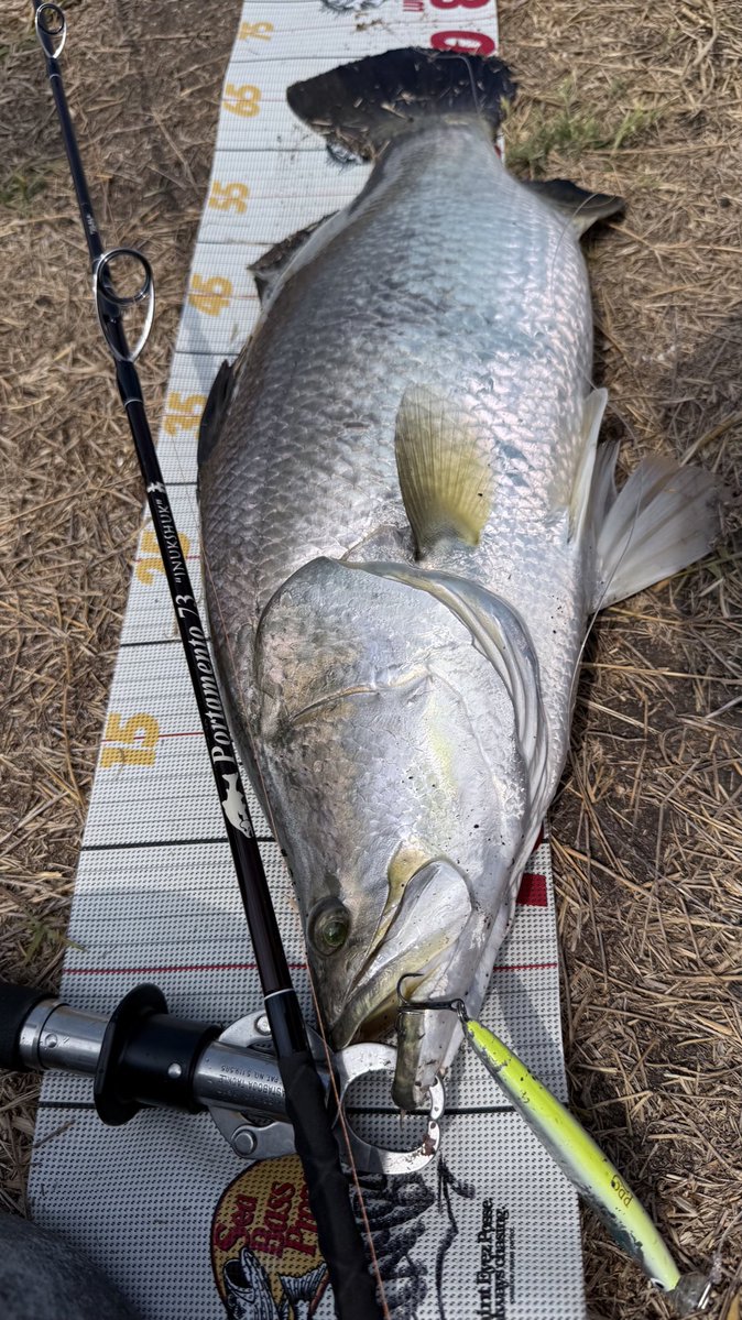 o_seabass tweet media