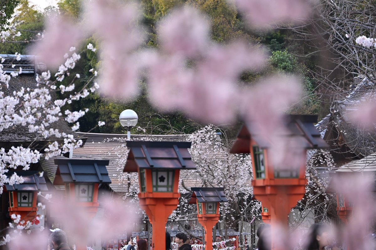 写真日和 tweet media