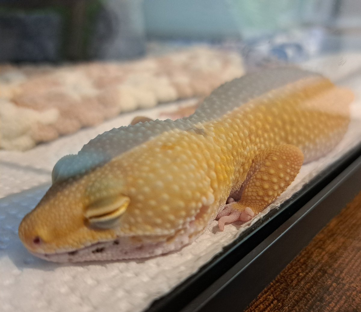 あぷちゃん tweet media