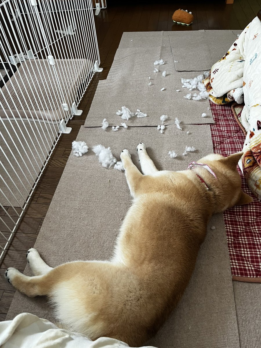 柴犬こめ1歳 tweet media