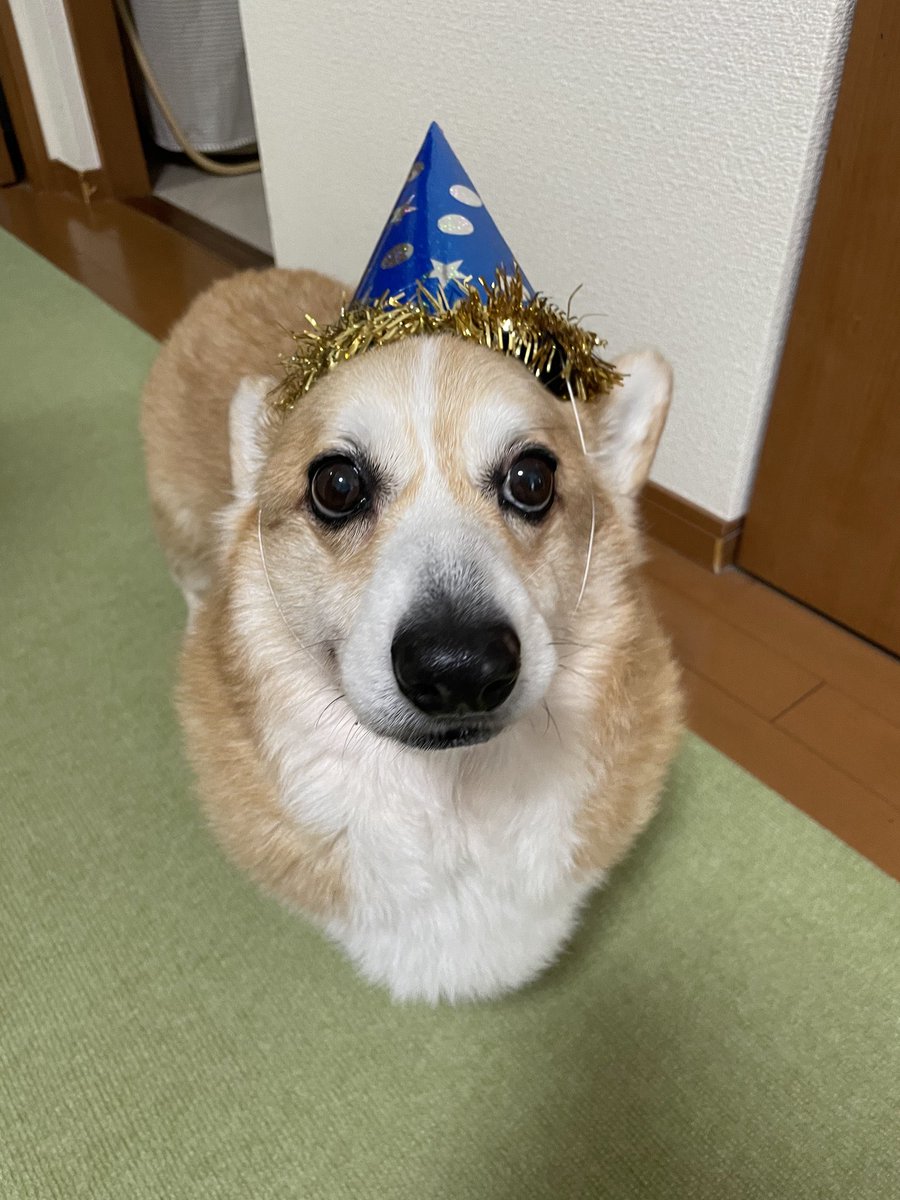 pankui_0238's tweet photo. 今日はピケの15歳の誕生日です。お空でお祝いしていると思っています。 https://t.co/F62qE9O1AA
