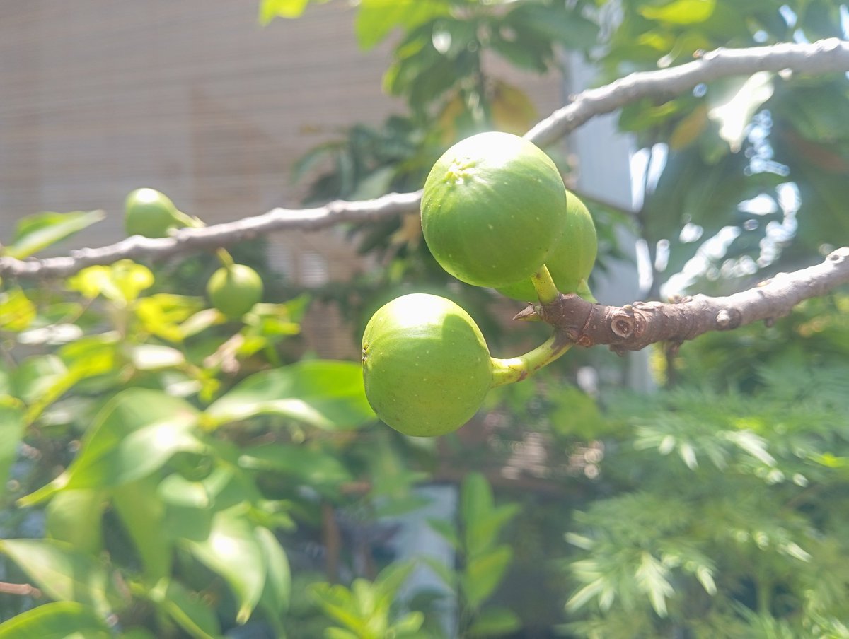 Edelweiss ʚɞ tweet media