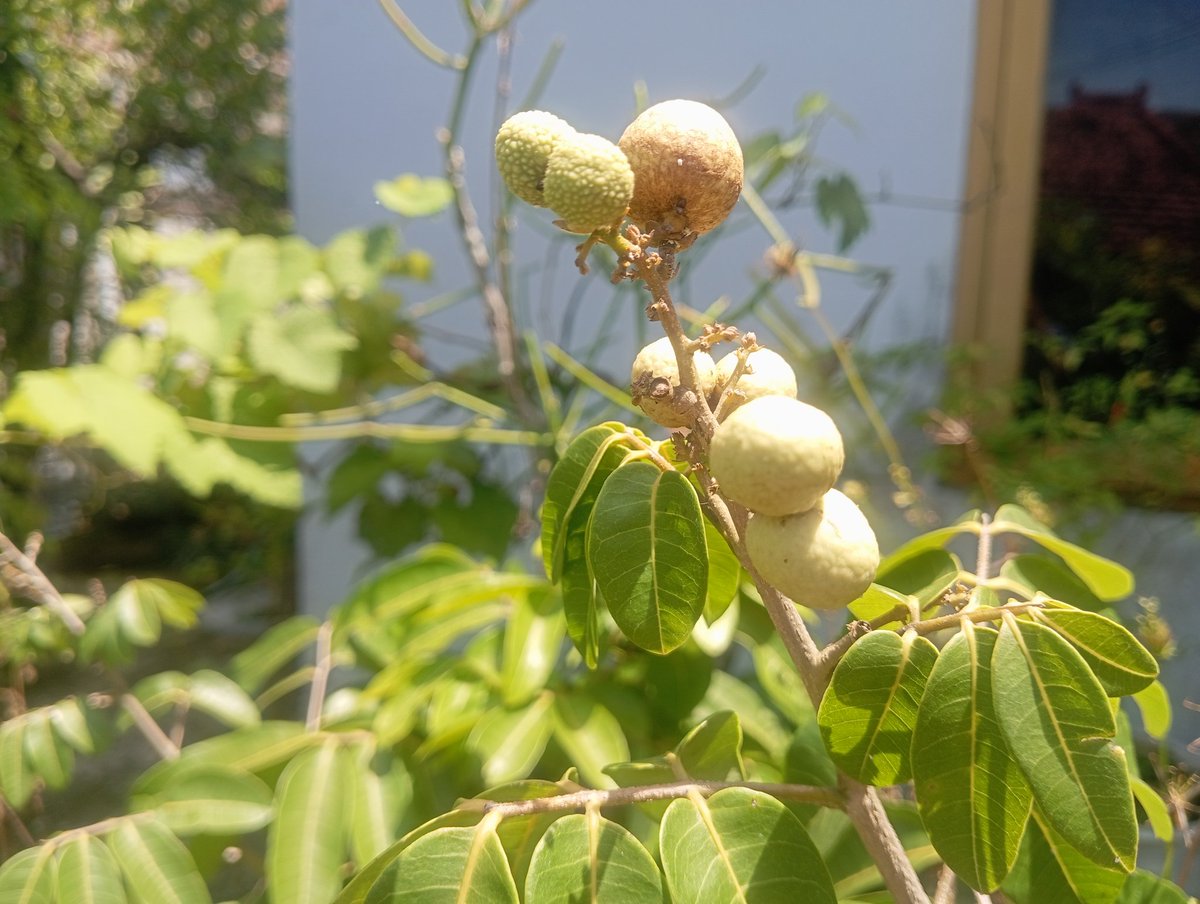 Edelweiss ʚɞ tweet media