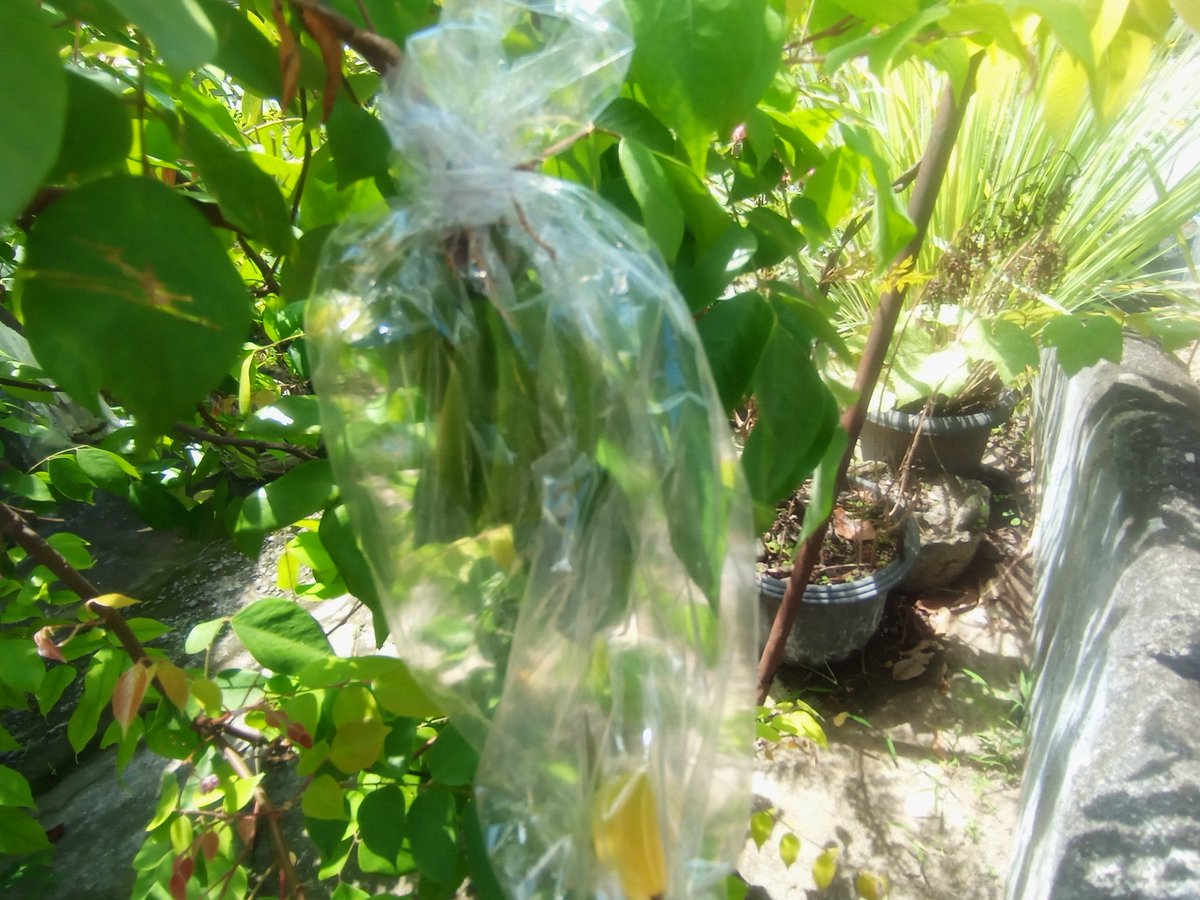 Edelweiss ʚɞ tweet media