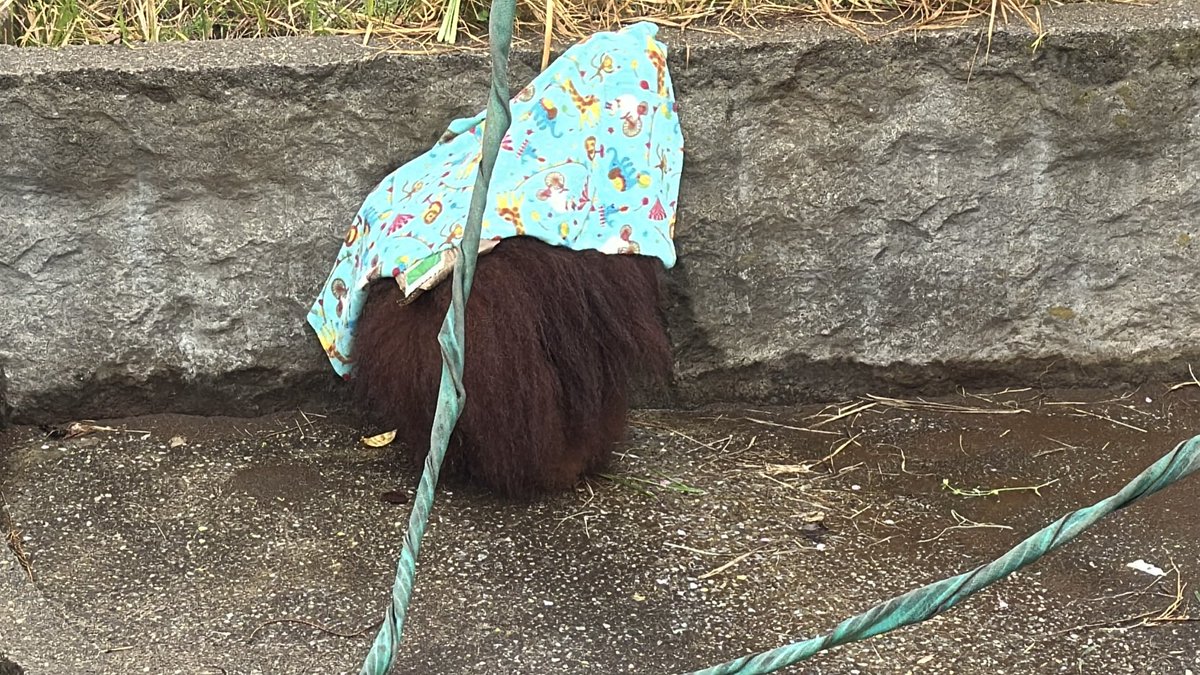 ふふふの雑記帳 tweet media