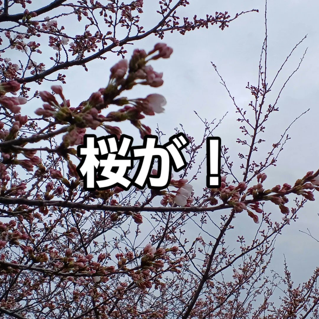 産直野菜のワクワクファーム新潟ふるさと村店　旬のいちご「越後姫」がとっても、美味そうにならでいます？　お弁当もお安めの価格で人気なんですよ。　桜も、ちチューリップもそろそろ咲きそう。花見に是非ご利用ください😊