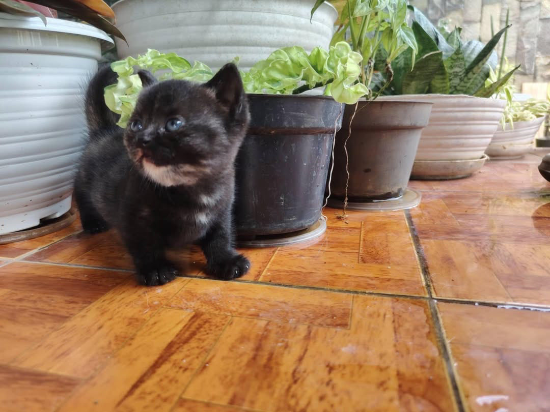 Dea ananda tweet media