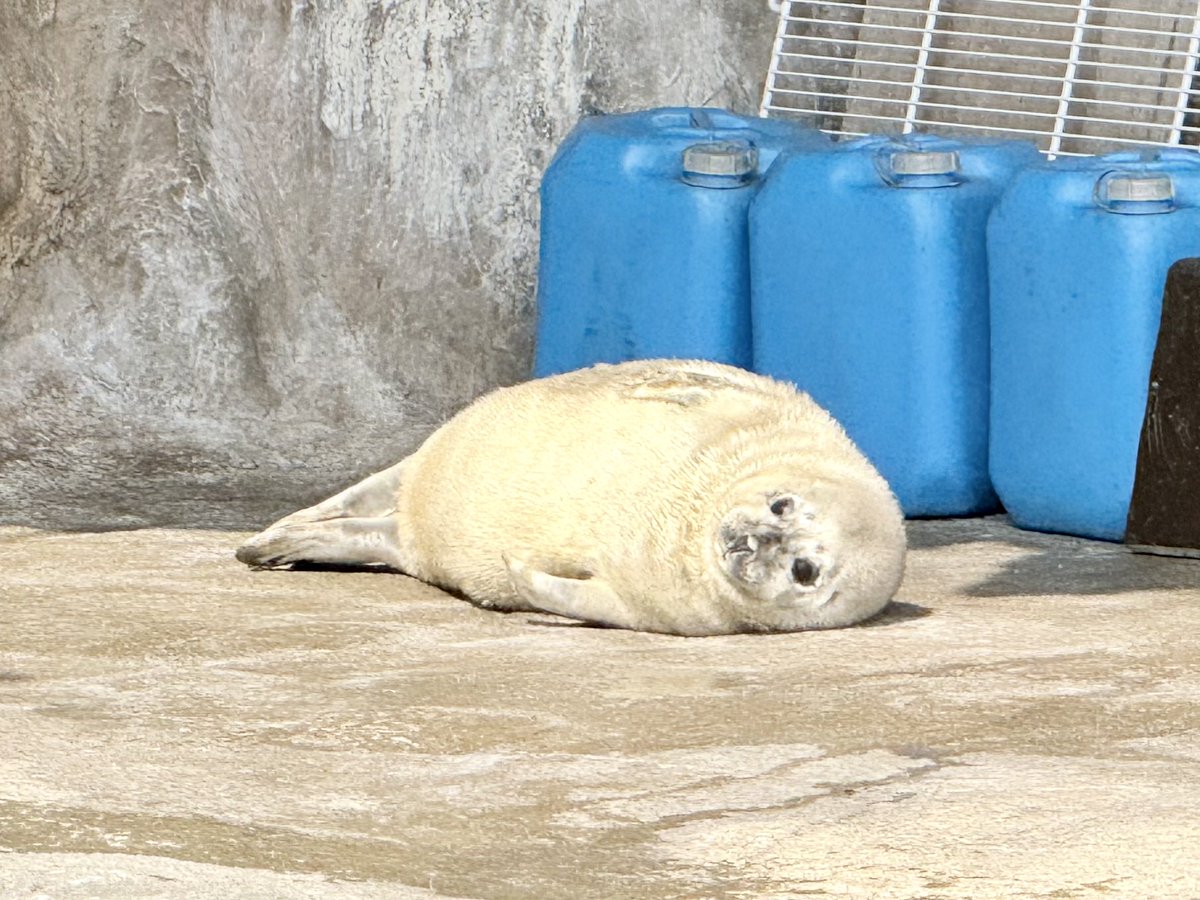 ガッチリカ tweet media