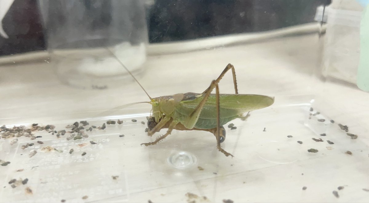 ヤブギリス tweet media